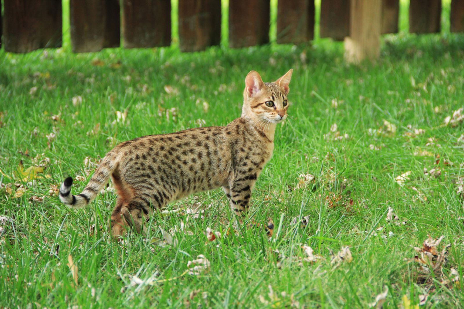   gestreept goudkleurig Serval Savannah kitten