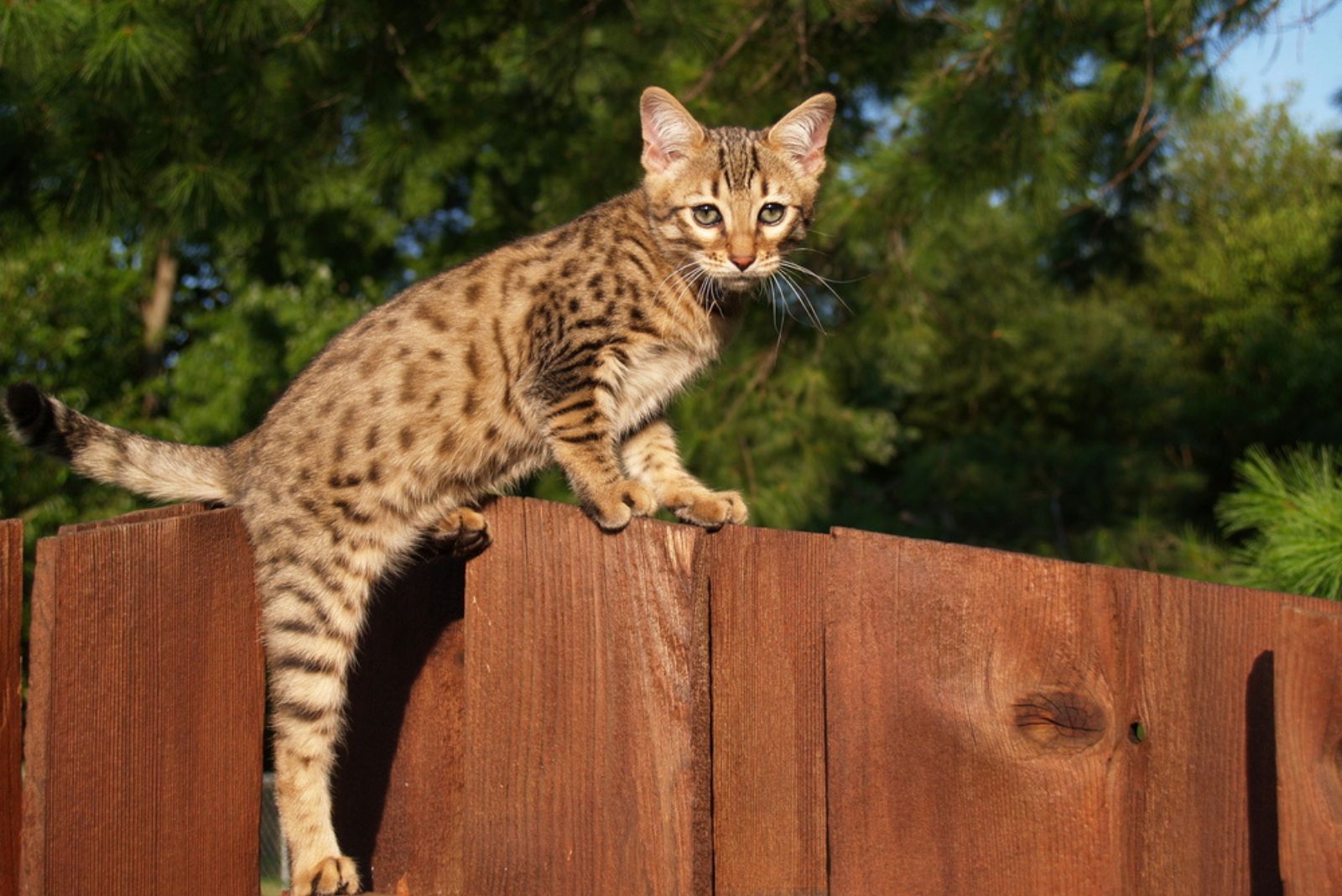 Savannah kitten klimmen op een houten hek.