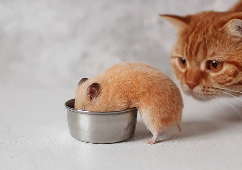 rode kat die de Perzische hamster controleert die eet