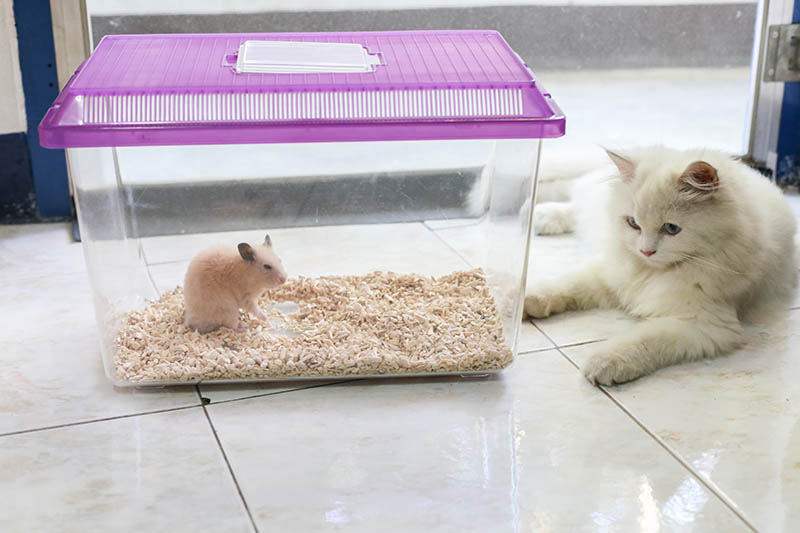 witte Perzische kat naast een Syrische hamster in de kooi