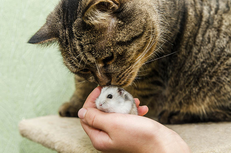 hamster introduceren bij een kat