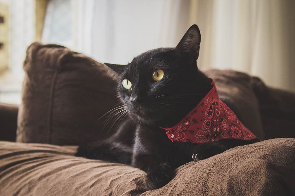 zwarte kat die bandana draagt