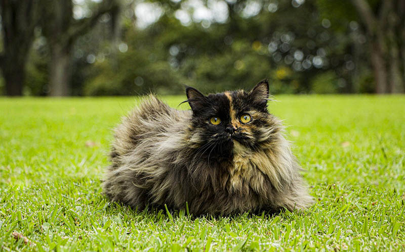 schildpad Perzische kat op het gras