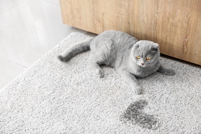 Kattenplas op het tapijt