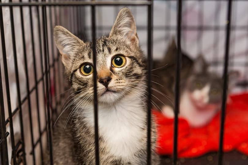 kittens in een kooi van een asiel