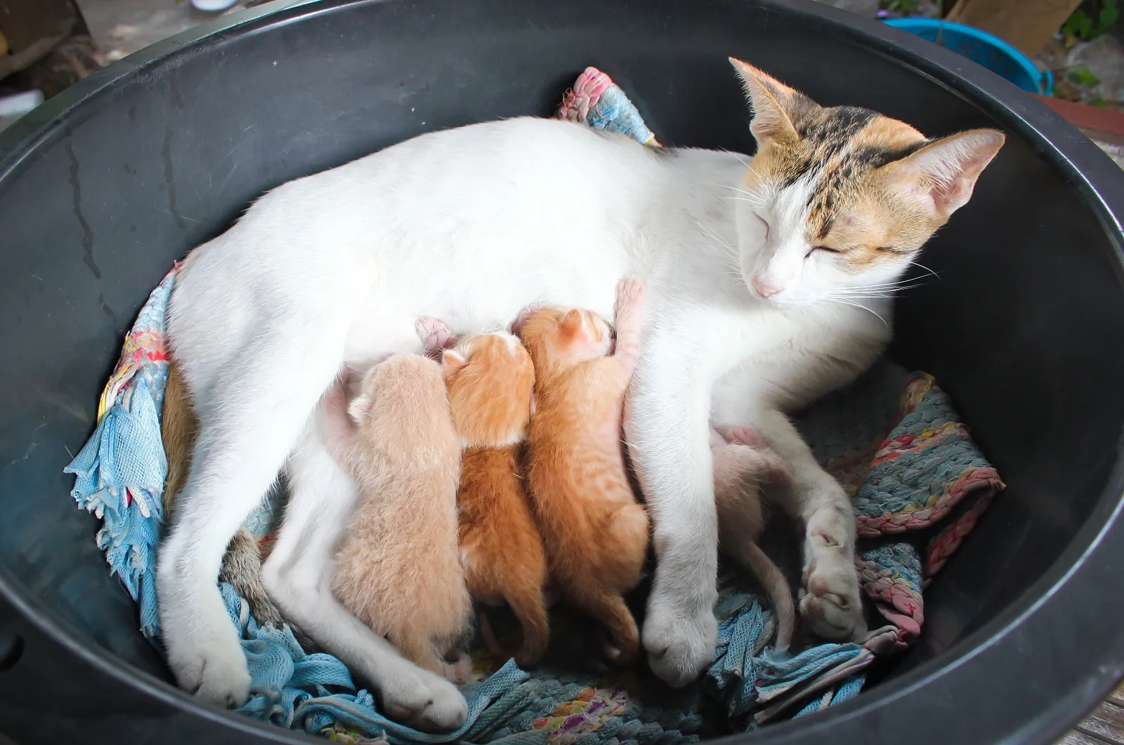 kat en pasgeboren kittens