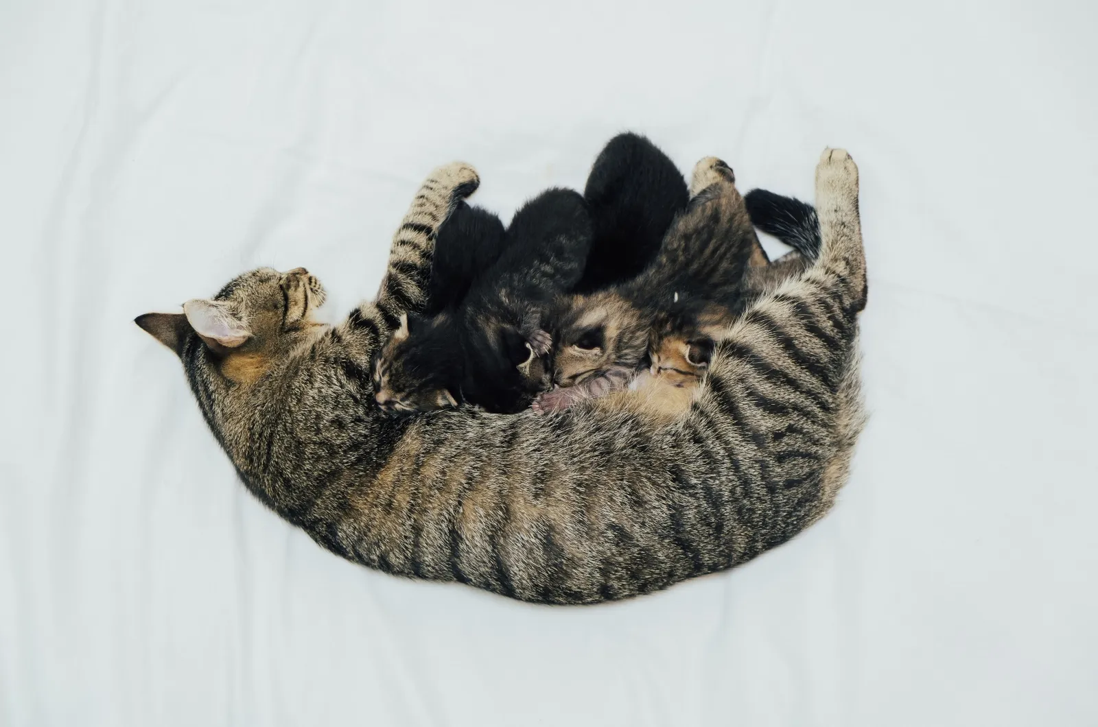kat met haar pasgeboren kittens liggend op wit bed