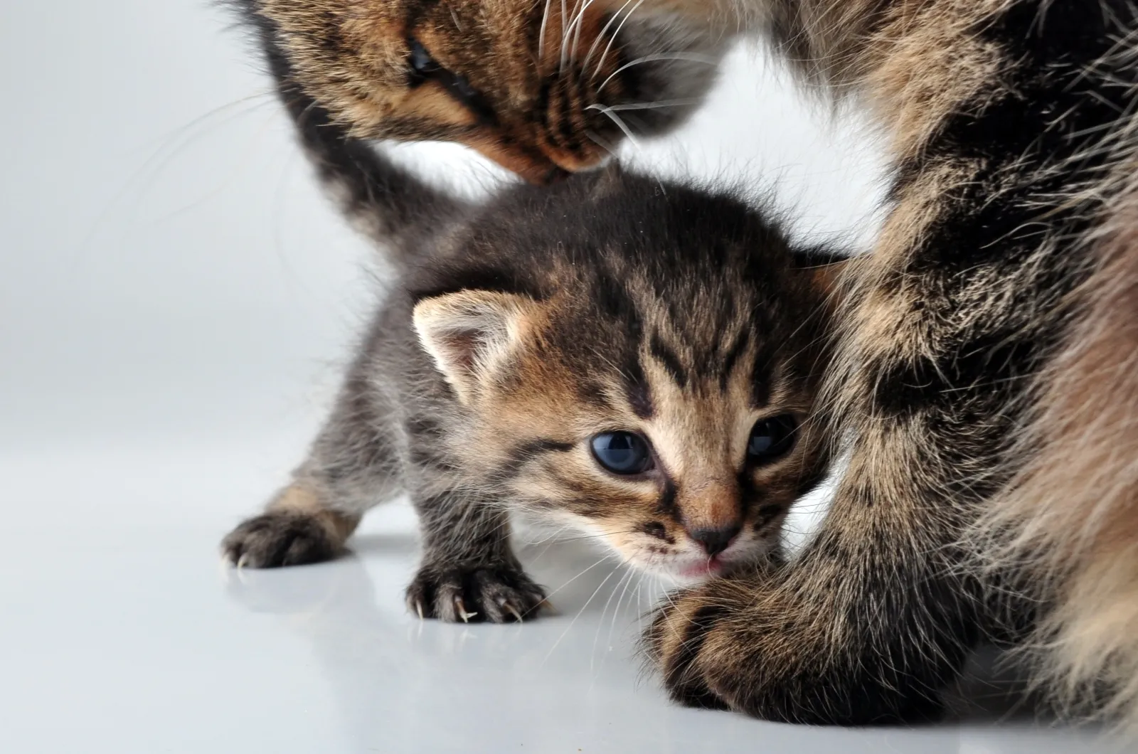 kat met haar pasgeboren kitten