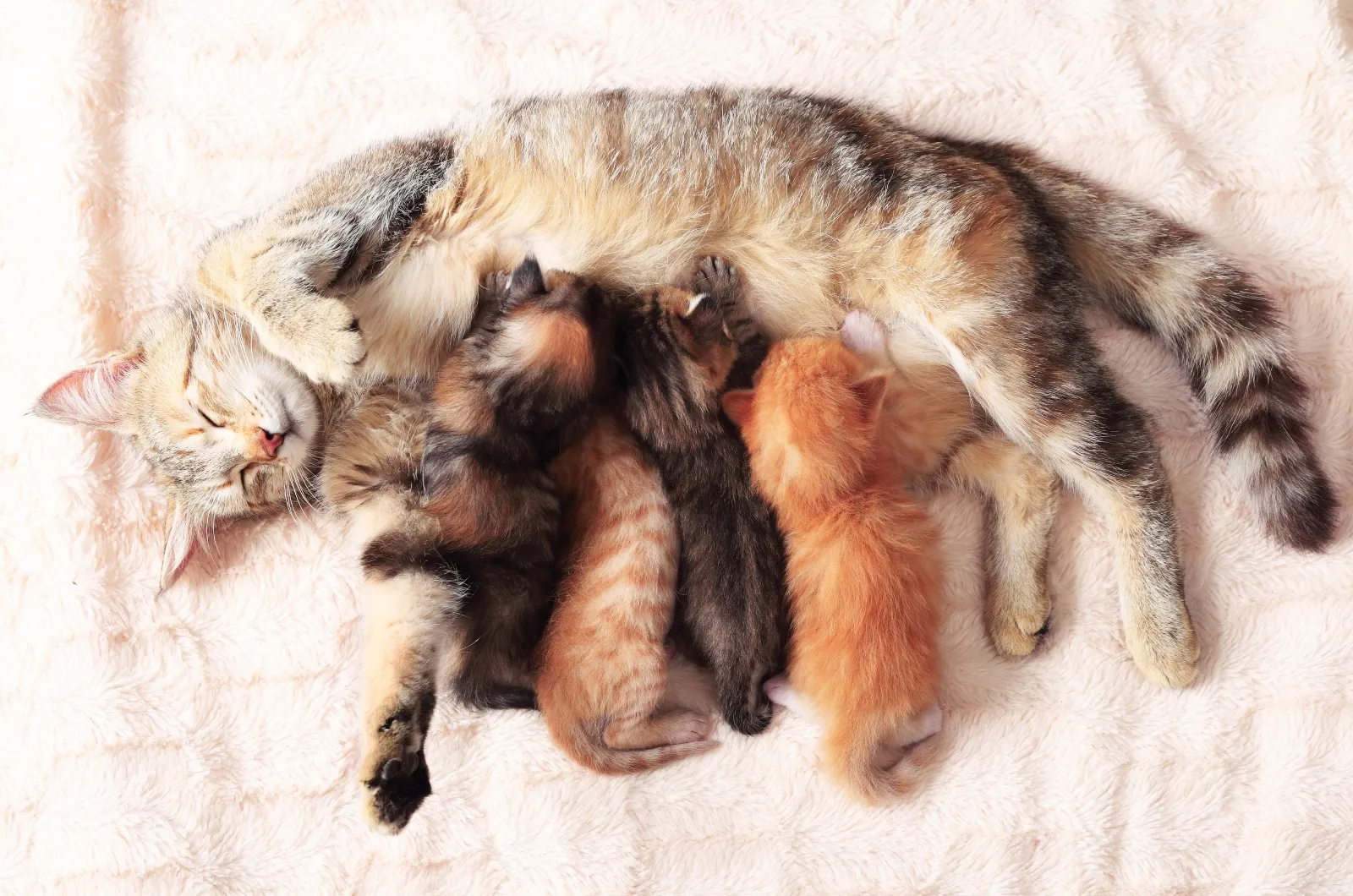kat met haar pasgeboren kittens
