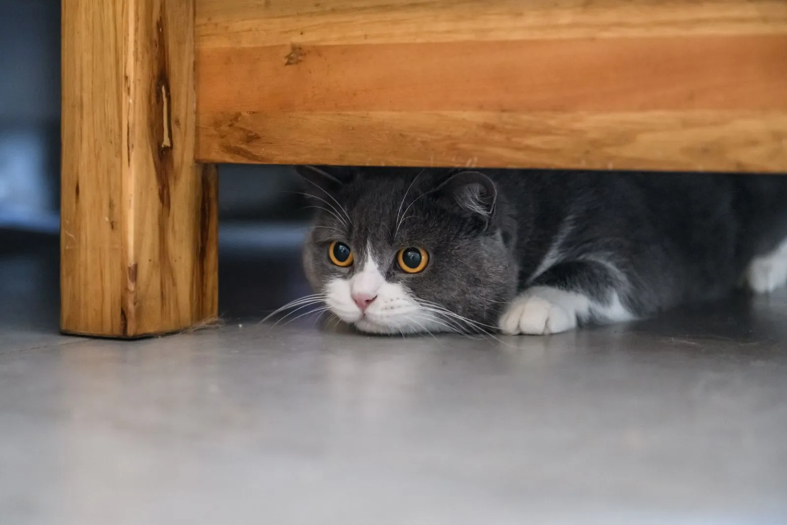 de kat verstopt zich onder het bed