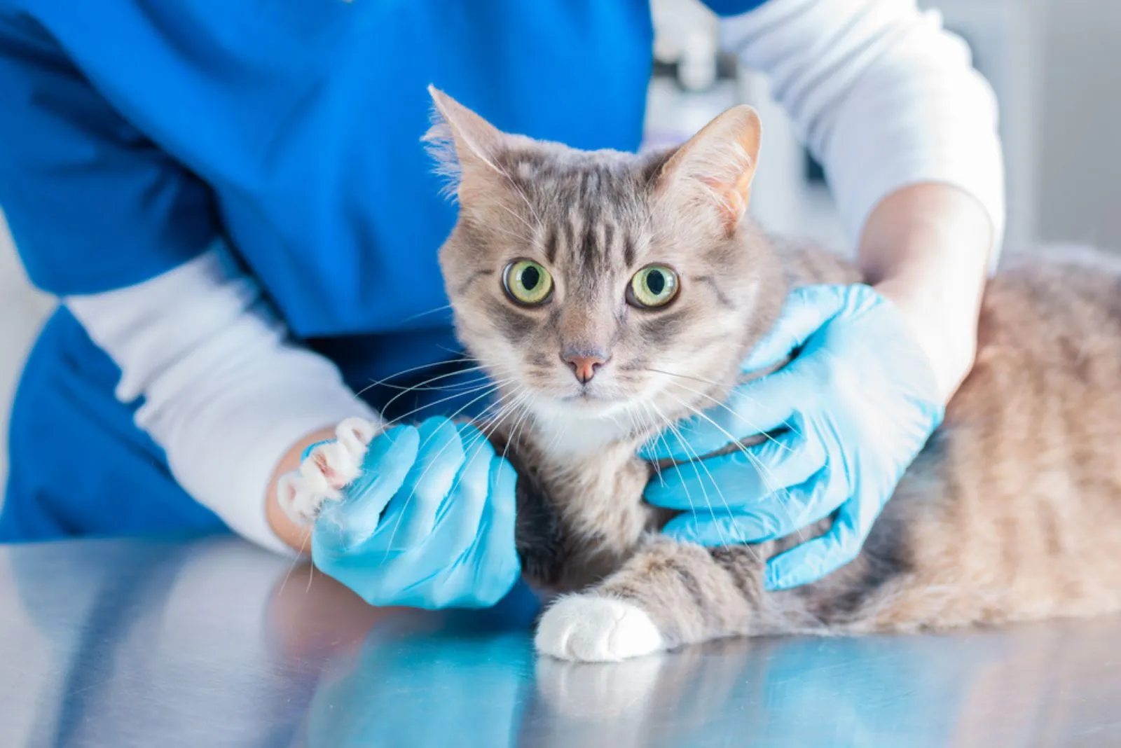 een dierenarts onderzoekt een grijze getraumatiseerde kat