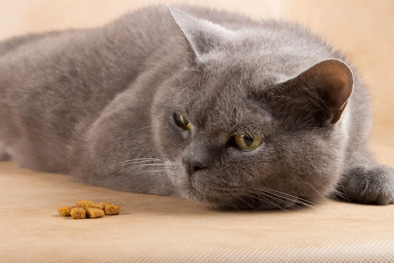 een depressieve kat ligt op het laminaat naast het voedsel