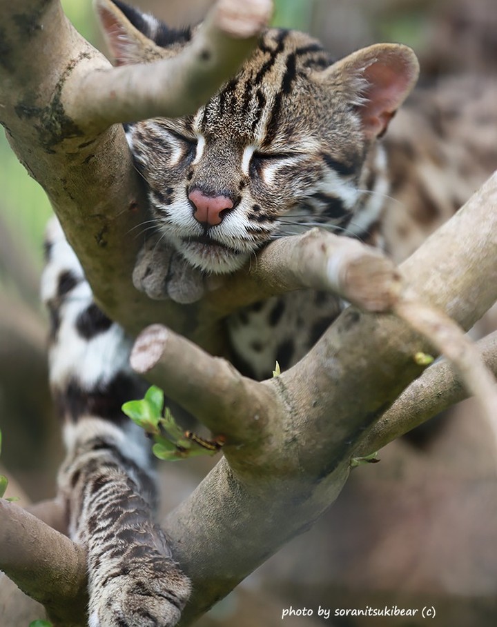 Mainland Leopard Cat slaapt hangend aan een boom