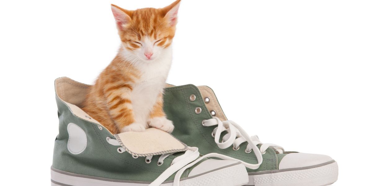 5 redenen waarom katten zo van schoenen houden