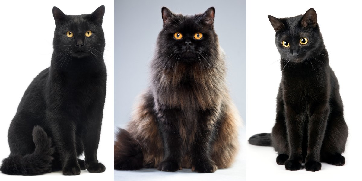 7 fascinerende feiten over zwarte katten die je waarschijnlijk niet wist