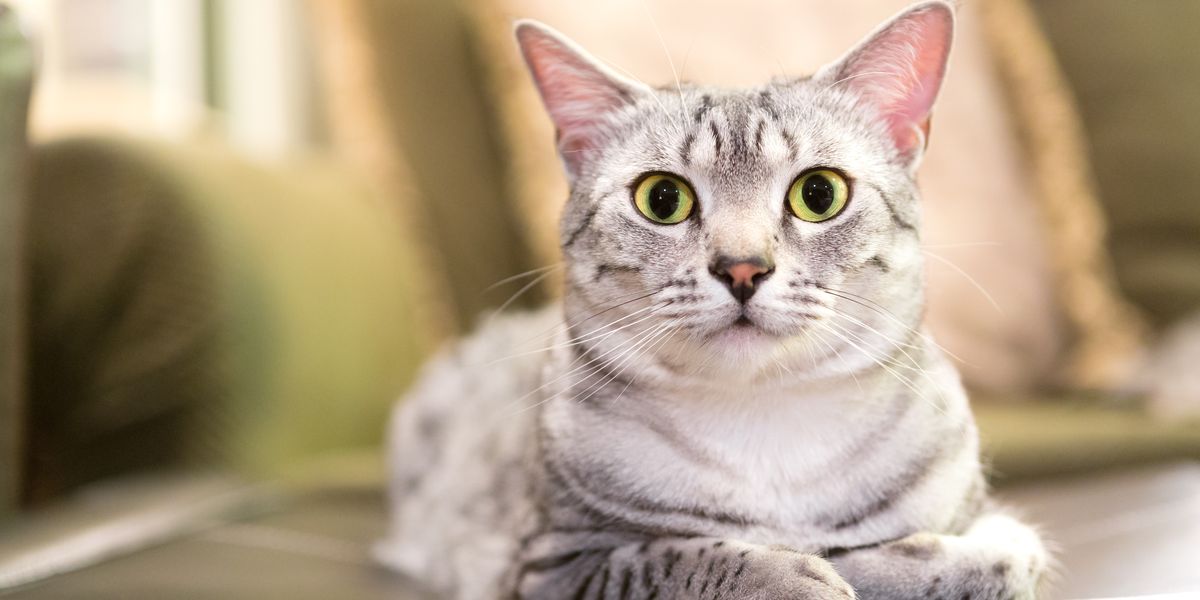 7 majestueuze Egyptische kattenrassen die u moet kennen