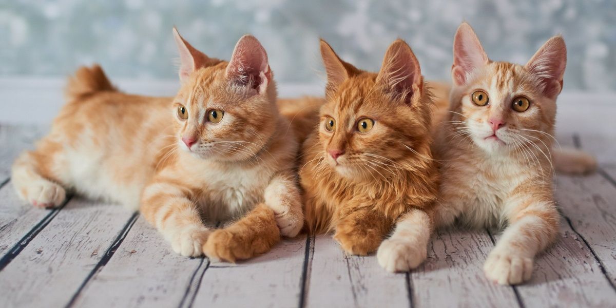 American Bobtail Cat Names - Alles over katten