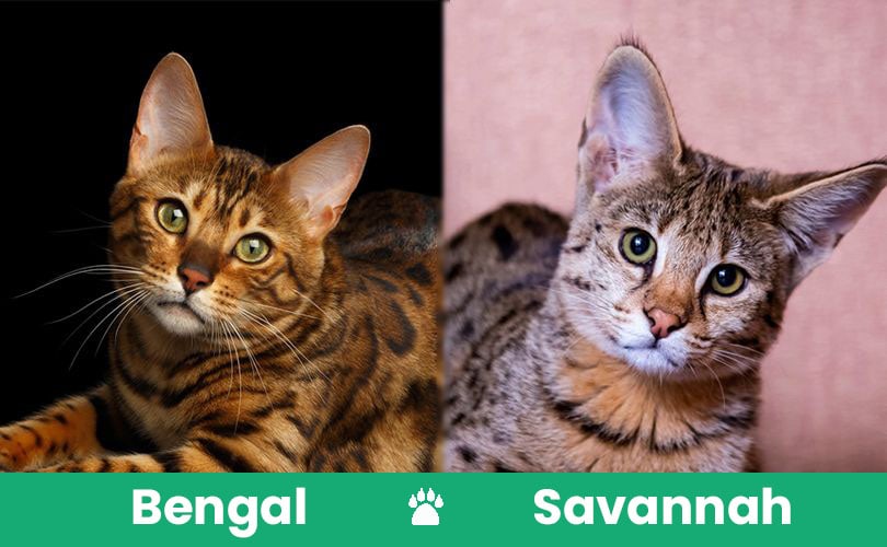 Bengal vs Savannah visual