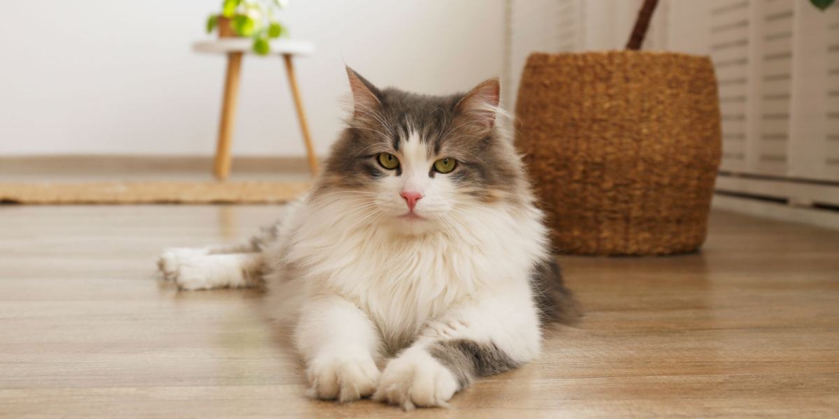 Beste kattendroogvoer voor Siberische katten: beoordelingen van 2023