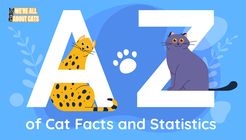 Cat statistieken 2023 nieuwste beschikbare gegevens + Infographic