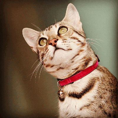 Cool Cat Collars Beoordelingen - Alles over katten