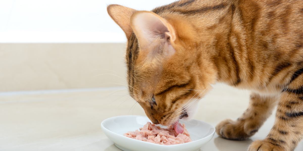 De 7 beste hypoallergene kattenvoeding voor 2023