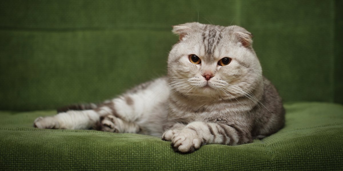 De 8 beste kattenvoer voor Schotse vouwkatten in 2023 - alles over katten