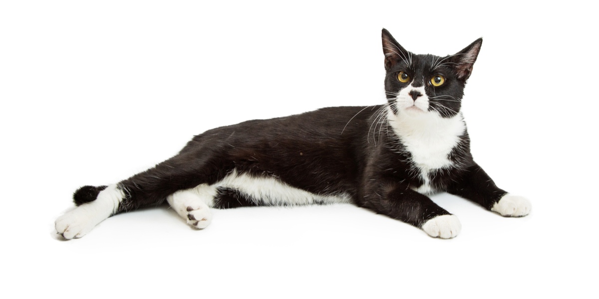 De verschillende soorten zwarte en witte kattenjaspatronen