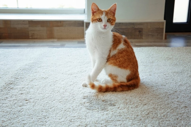 kat met plasvlek op het tapijt
