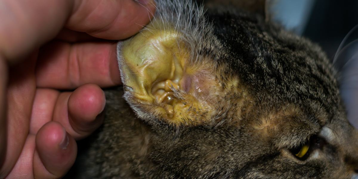 Geelzucht (Icterus) bij katten: oorzaken, symptomen en behandeling