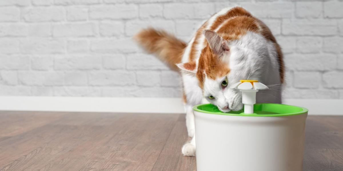Hoe een kat te trainen om een waterfontein te gebruiken