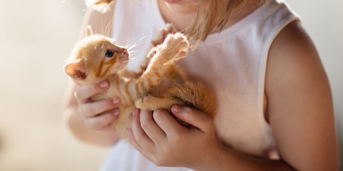 Hoe een kitten te socialiseren: 6 door de dierenarts goedgekeurde stappen