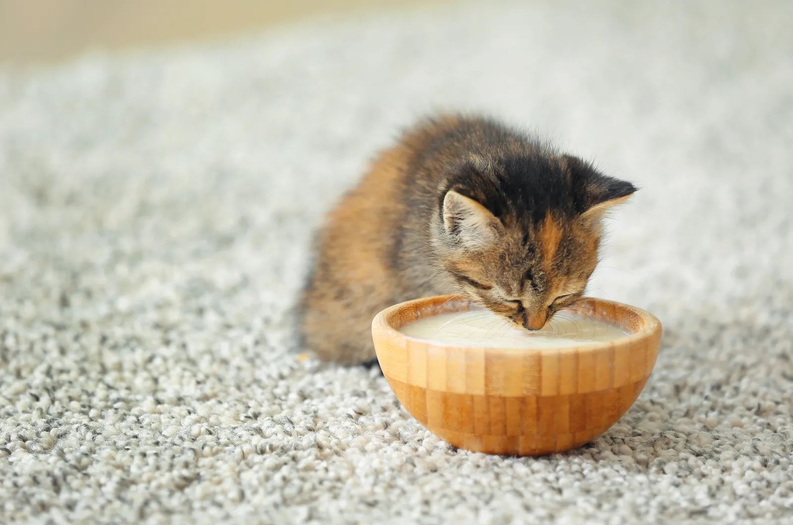 klein kitten dat thuis melk drinkt