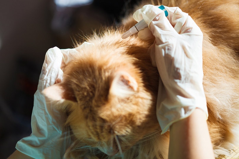 dierenarts ontworming kat in de kliniek
