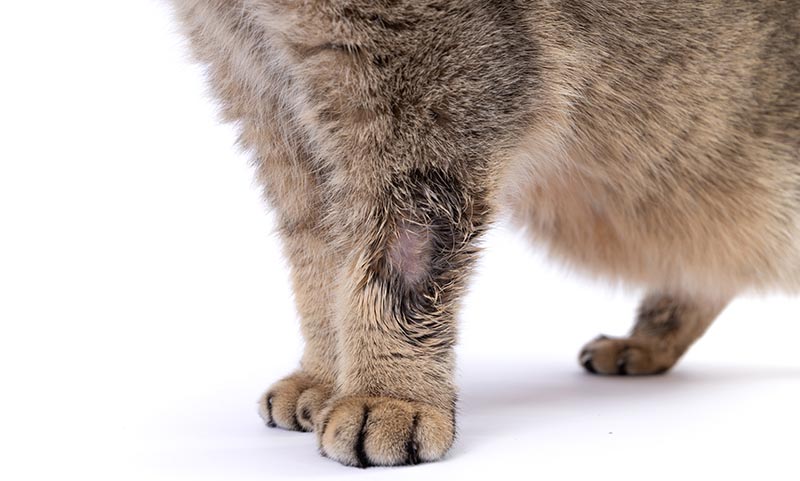 close-up van een kat met ringworm