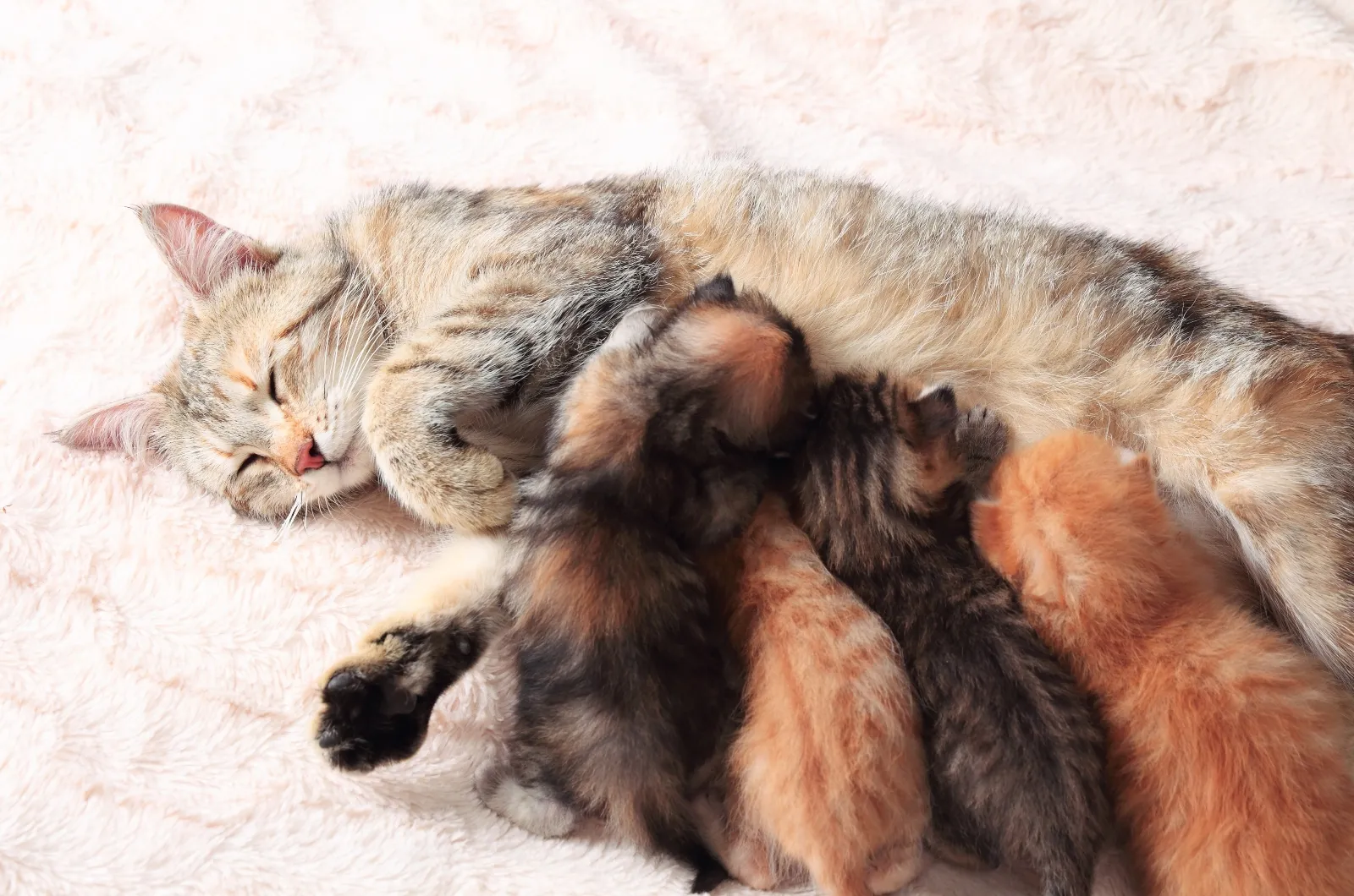 kat met haar kittens