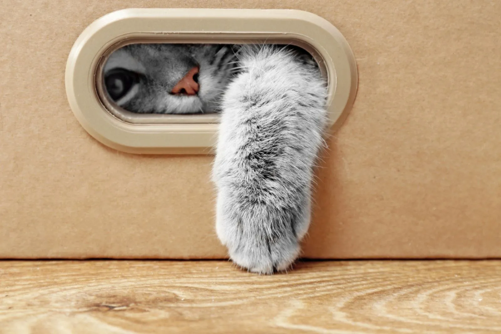 Schattige kat in kartonnen doos
