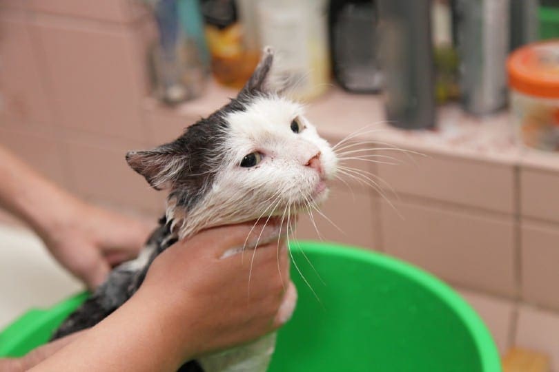 badende kat