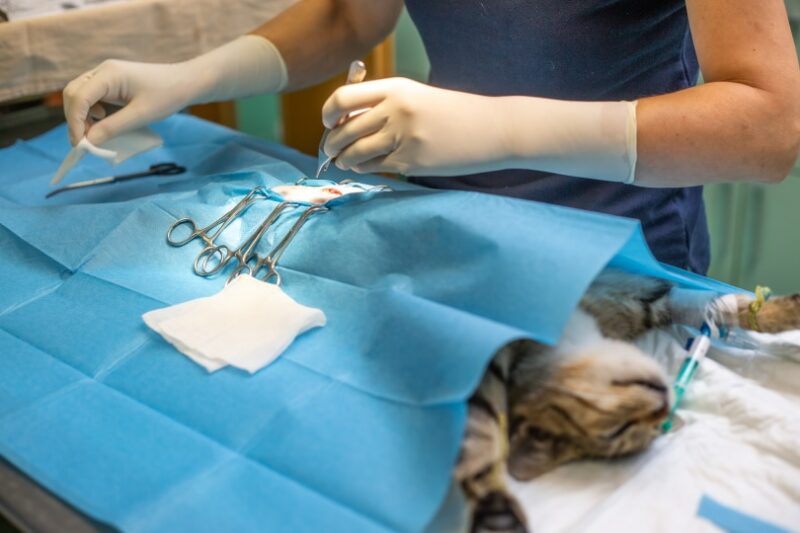 Kat castreren op de operatietafel van een dierenarts