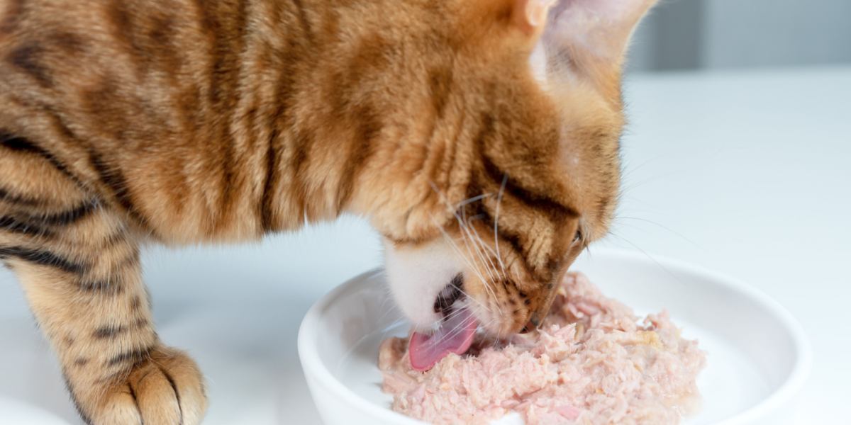 Kat kauwt niet op haar eten en geeft over: wanneer moet je je zorgen maken?