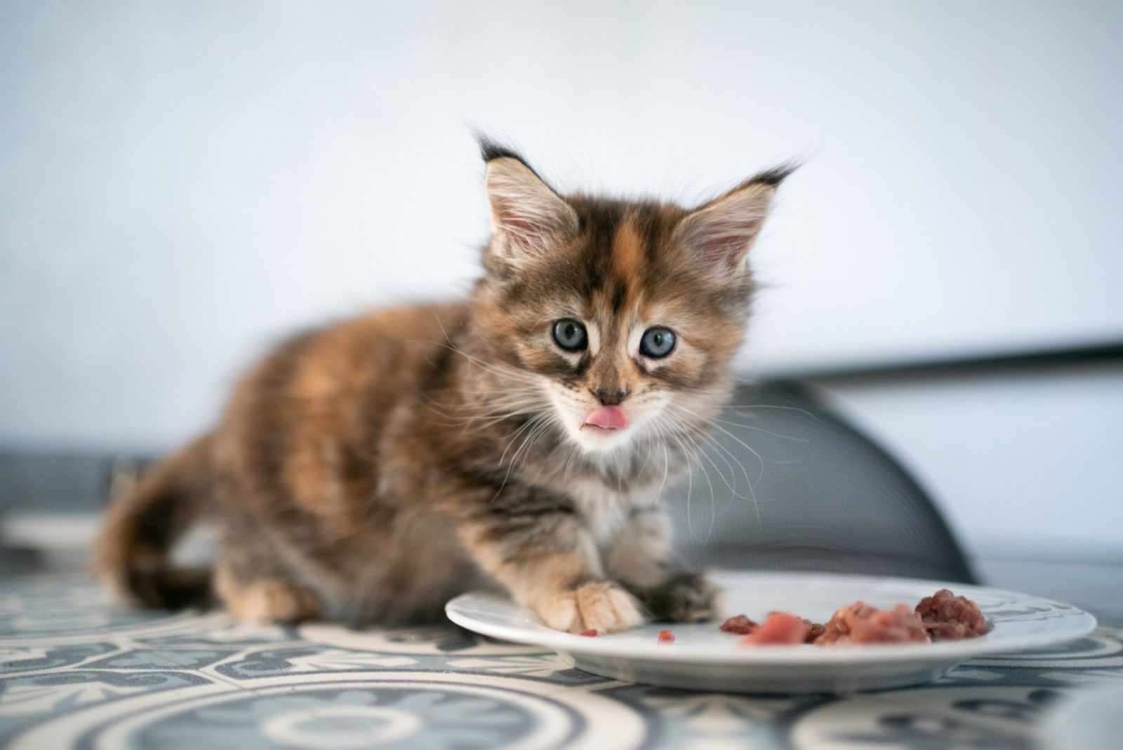 een ruig kitten eet van een bord