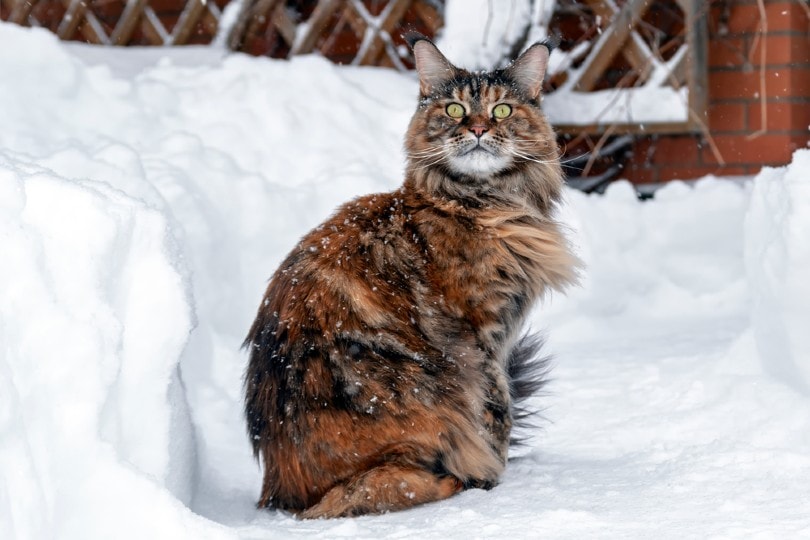 Maine Coon kat zit op besneeuwd bevroren pad