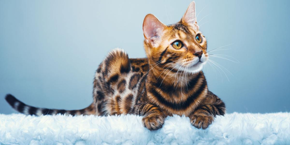 6 hybride kattenrassen: gekruiste katachtigen die te schattig zijn!
