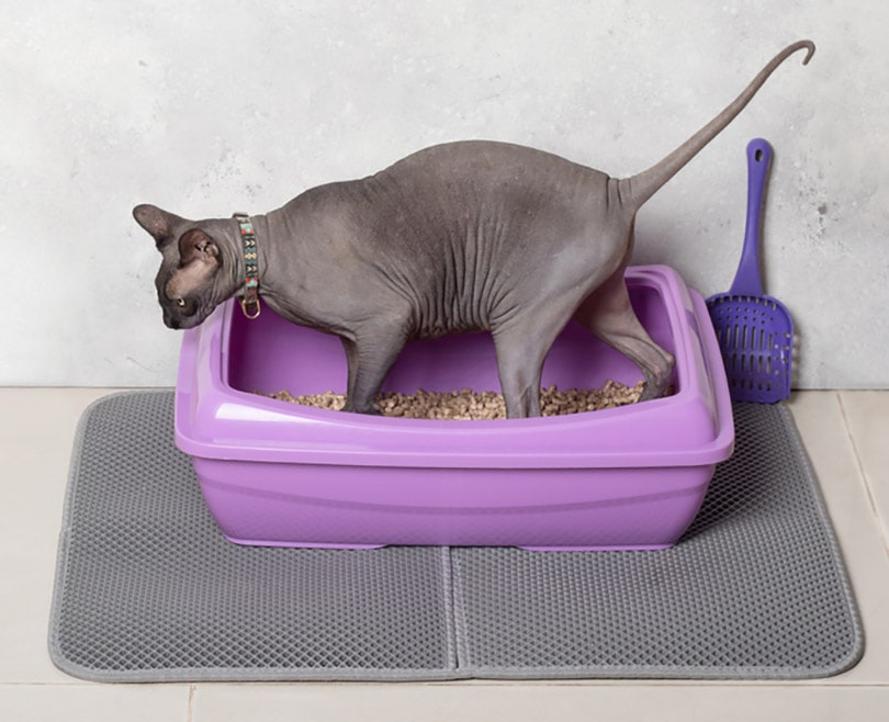 sphynx kat met paarse kattenbak op een mat