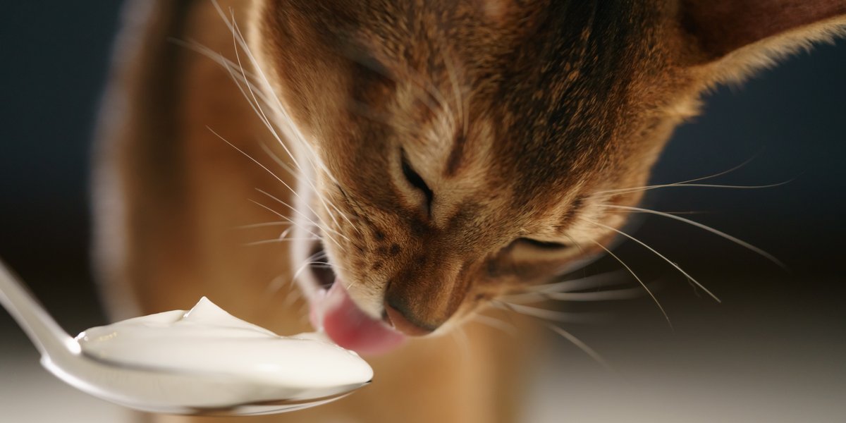 Kunnen katten yoghurt eten?