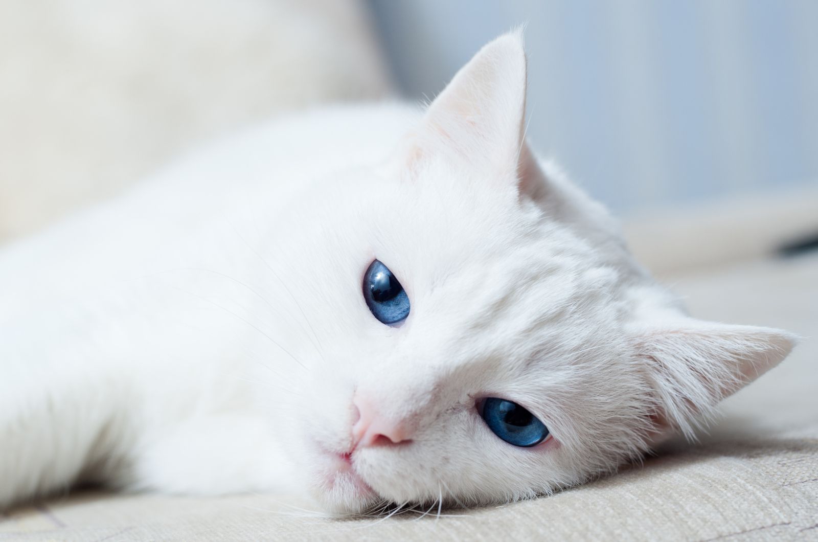 Witte Kat liggend op bed