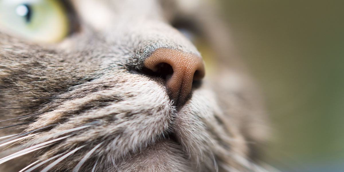 Moeten de neuzen van katten nat zijn?