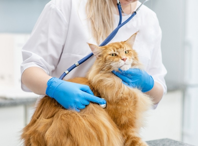 Een rode langharige tabbykat wordt gecontroleerd door een dierenarts