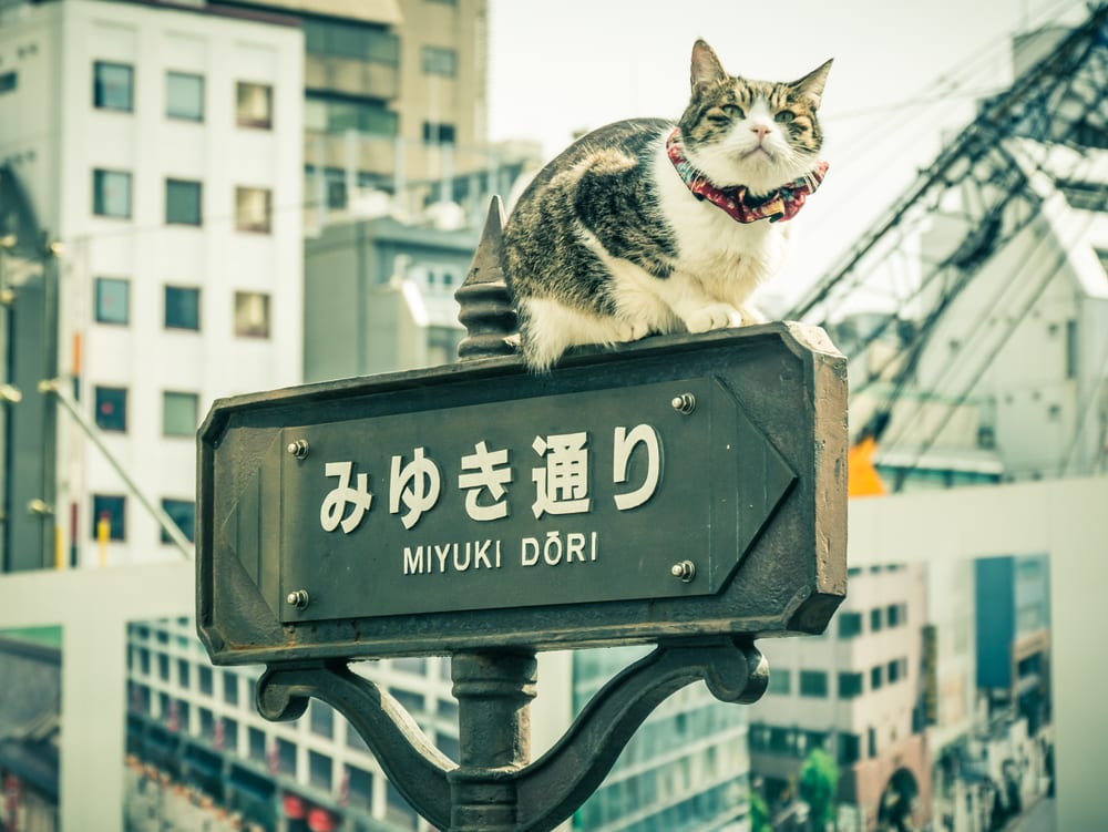 Kat op een signaal in Japan