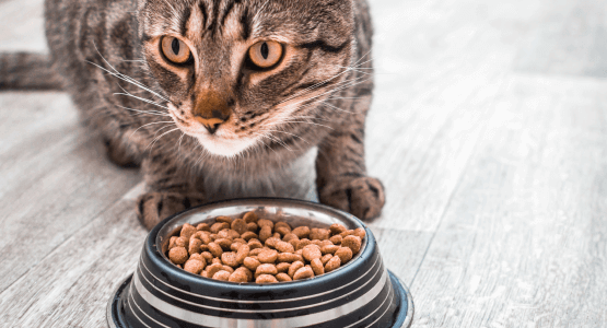 Reviews voor Cat Food Brands (A-Z)